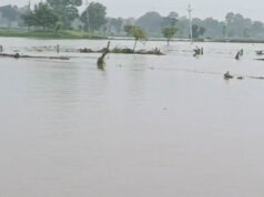 MP Weather Alert: मध्य प्रदेश के 52 जिलों में बारिश की चेतावनी, पन्ना-सतना-रीवा में भारी बारिश और उफान पर नदियां