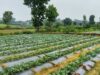 सूक्ष्म सिंचाई योजना से खेती बनी अधिक लाभकारी, ड्रिप सिंचाई अपनाकर किसान ने बढ़ाया सब्जी उत्पादन