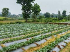 सूक्ष्म सिंचाई योजना से खेती बनी अधिक लाभकारी, ड्रिप सिंचाई अपनाकर किसान ने बढ़ाया सब्जी उत्पादन