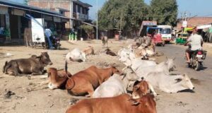 सड़कों पर पशुओं के कारण होने वाली दुर्घटनाओं को रोकने के लिए समाज की भागीदारी सुनिश्चित होगी