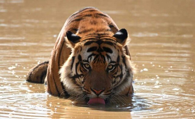 tIGER_01.jpg