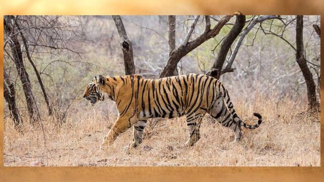 tiger_A_102_3-1.jpg