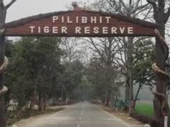 पीलीभीत टाइगर रिजर्व में घूमना हुआ महंगा, शनिवार-रविवार टिकट 150 से बढ़कर 200 रुपये