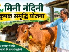 गोरखपुर में मिनी नंदिनी योजना का बढ़ा दायरा, 20 नए लाभार्थी जुड़े; संख्या 26 हुई