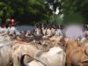 मवेशियों को लेकर पहुंचे किसान, रास्ते में ही हुआ समस्या का समाधान