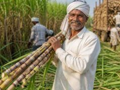 गन्ना किसानों के हित में बड़ा निर्णय: अब 425 रुपए प्रति क्विंटल की दर से होगी गन्ने की खरीदी
