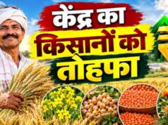 रबी फसलों के MSP में बढ़ोतरी, दलहन-तिलहन पर सरकार का खास जोर
