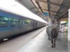 ₹450 करोड़ के रानी कमलापति स्टेशन पर भैंसों का डेरा, प्लेटफॉर्म पर गोबर से मचा हड़कंप